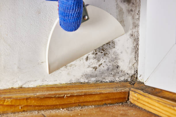 Best Mold Documentation for Insurance Claims  in Blackwood, NJ
